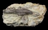 Dimetrodon Jaw Section With Teeth - Texas #42965-1